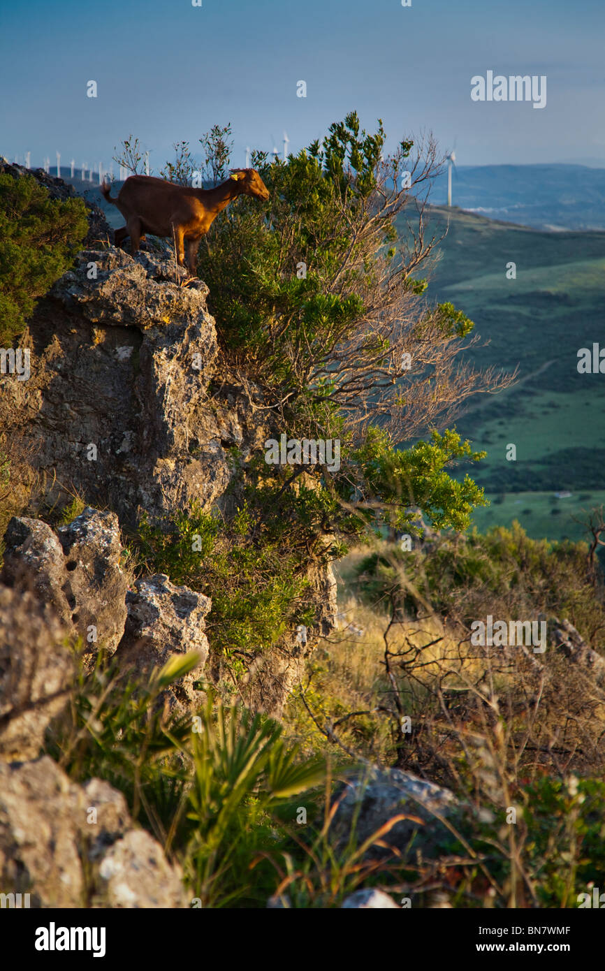 Goat on mountain top Stock Photo