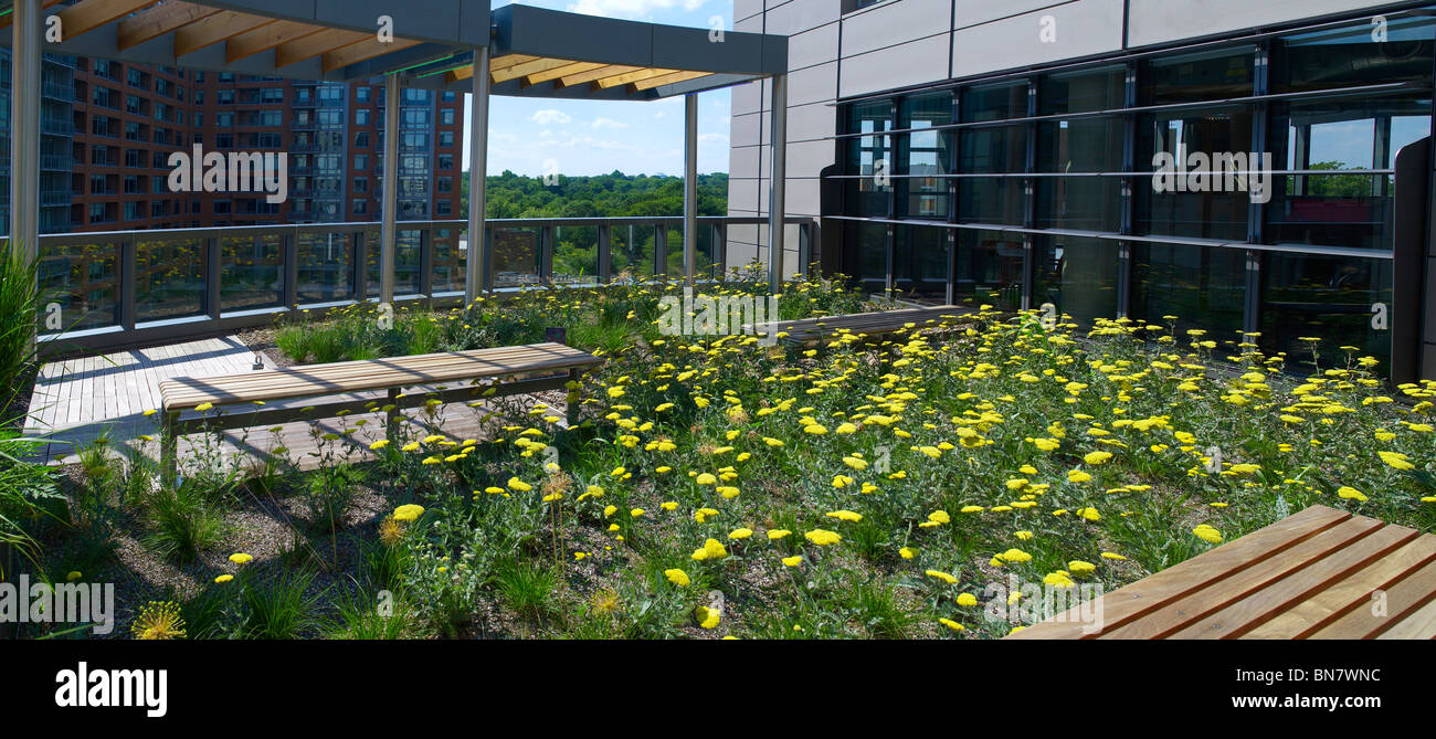 Green Rooftop Garden With Wild Flowers & Bench, Maryland, USA Stock Photo