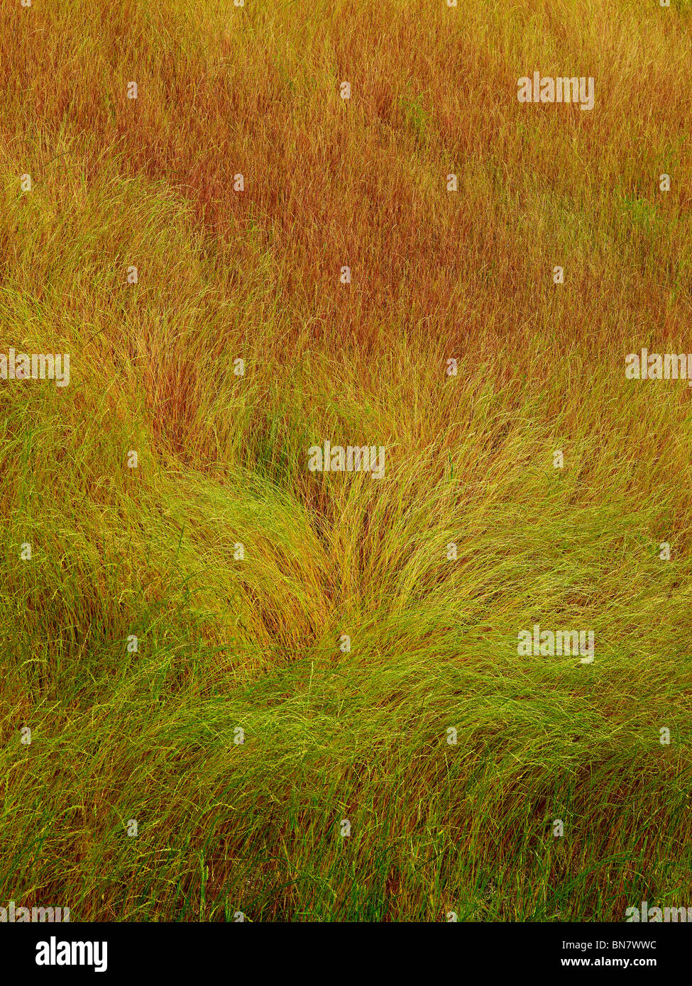 Tall Grass With Wind Pattern, Pennsylvania, USA Stock Photo