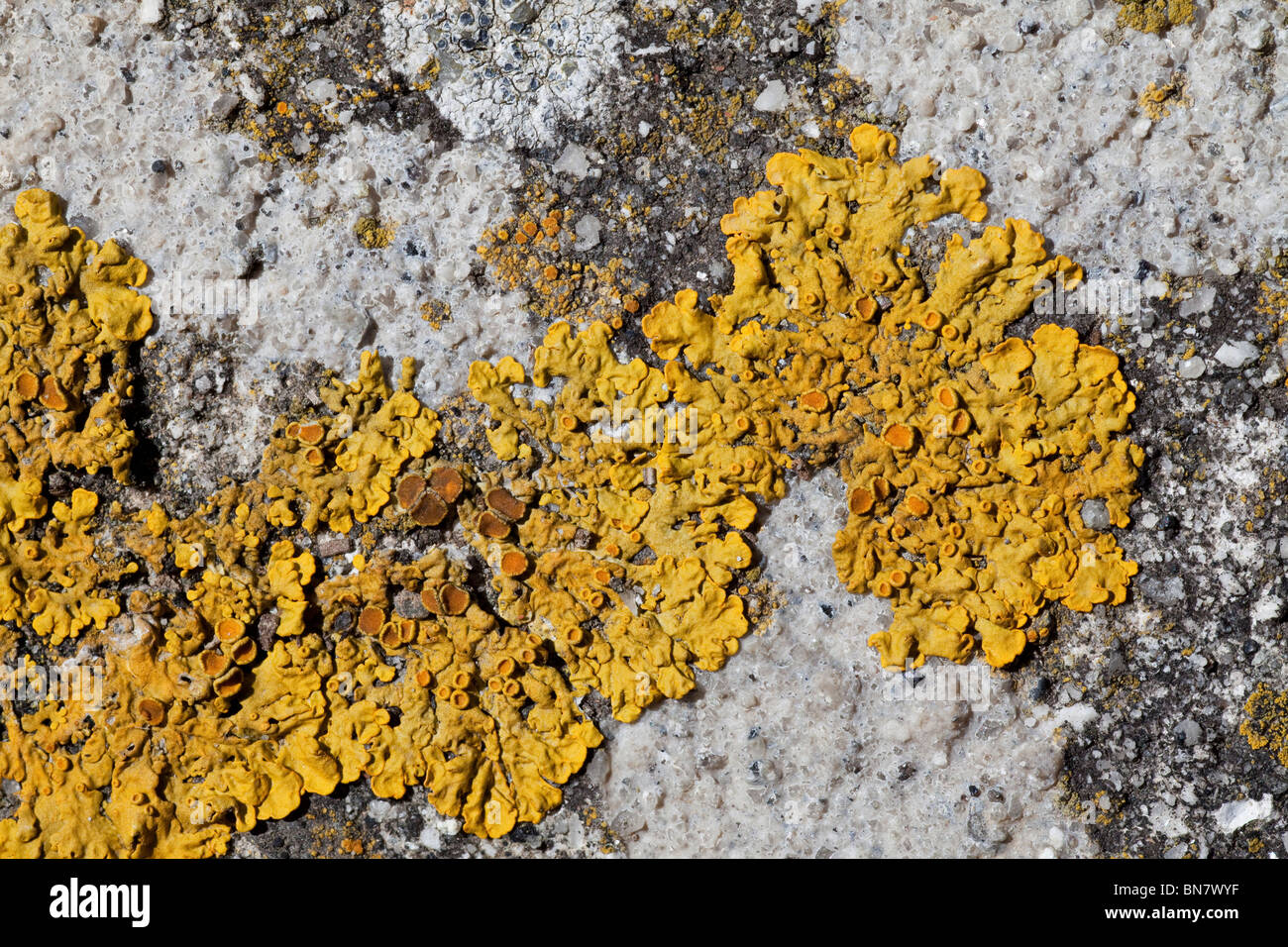 Xanthoria sp. lichen growing on granite, Cornwall, UK Stock Photo