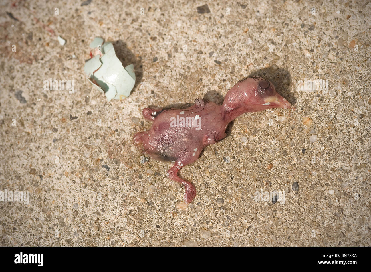 Dead Robin Bird Baby Chick & Egg Shell On Sidewalk, Pennsylvania, USA Stock Photo