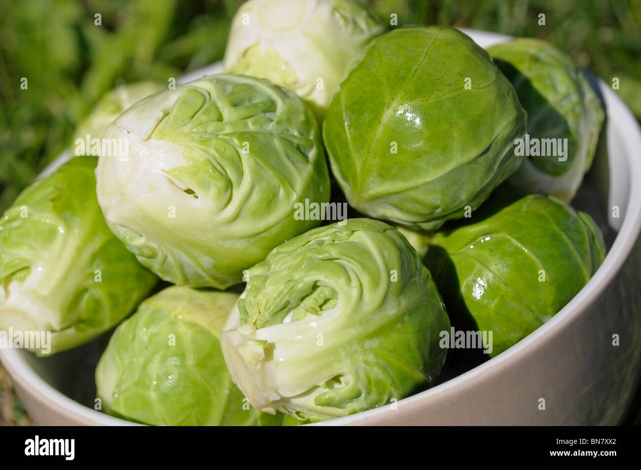 Raw Brussels Sprouts Stock Photo Alamy