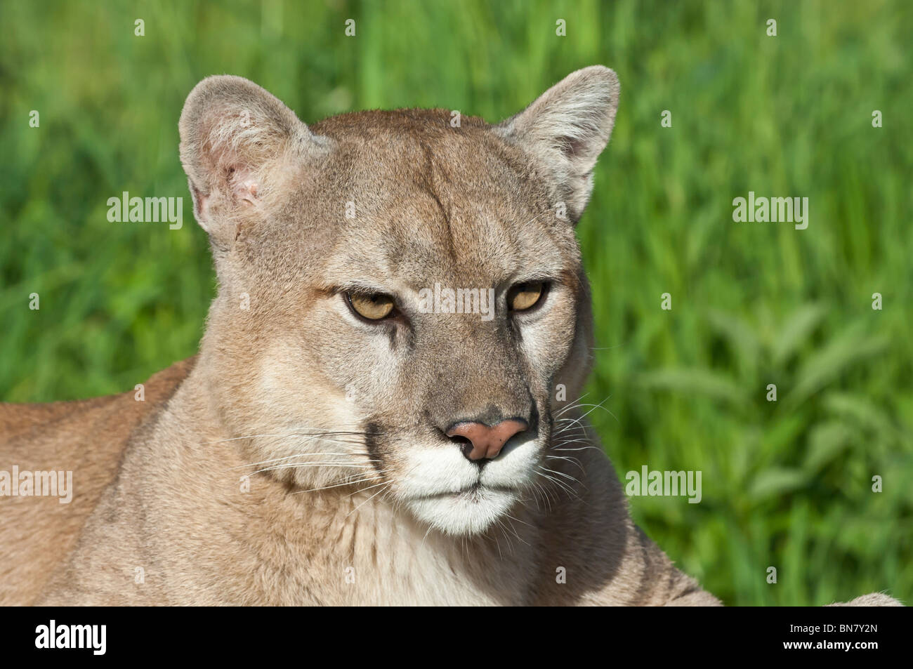 Mountain lion, Felis (Puma) concolor, native to Canada, the USA, Mexico,  Central and South America Stock Photo - Alamy