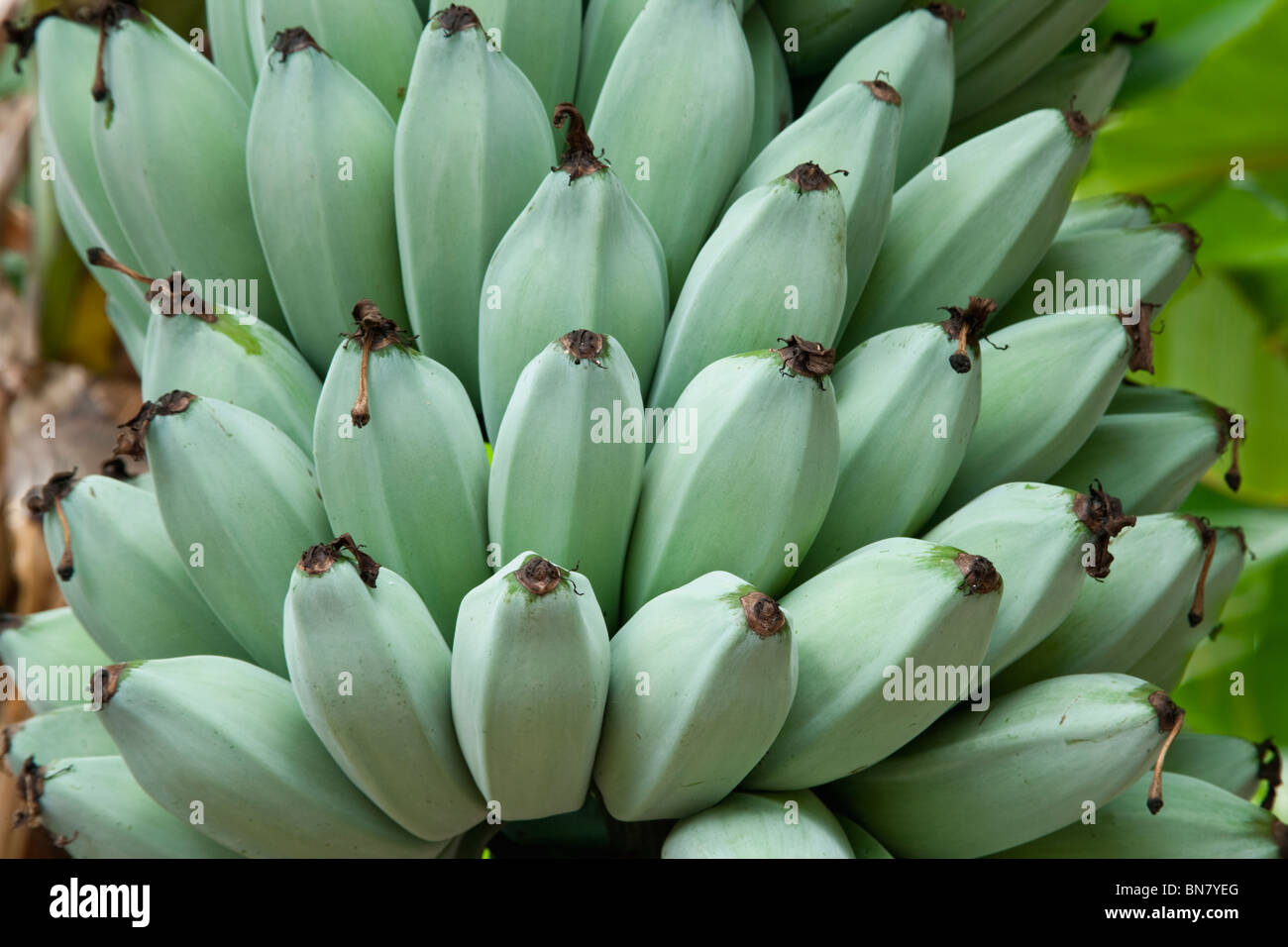 Bananas 'Blue Java' maturing on plant Stock Photo Alamy