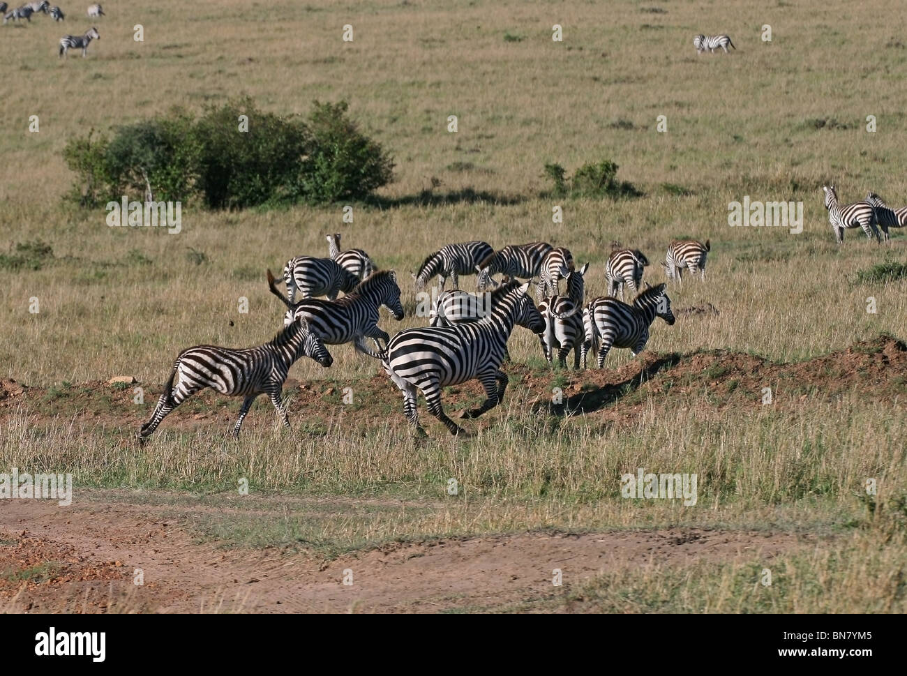 Plains Zebra in the Savannah's of Masai Mara National Reserve, Kenya