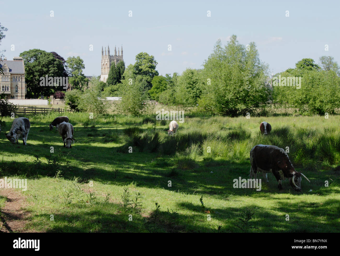 Cattle grazing in Christ Church Meadow Oxford Stock Photo