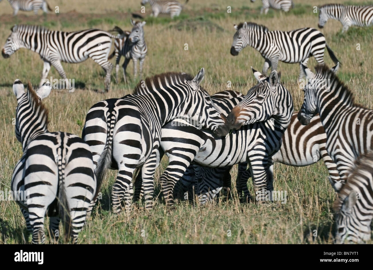 Plains Zebra In The Savannah s Of Masai Mara National Reserve Kenya plains-zebra-in-the-savannah-s-of-masai-mara-national-reserve-kenya