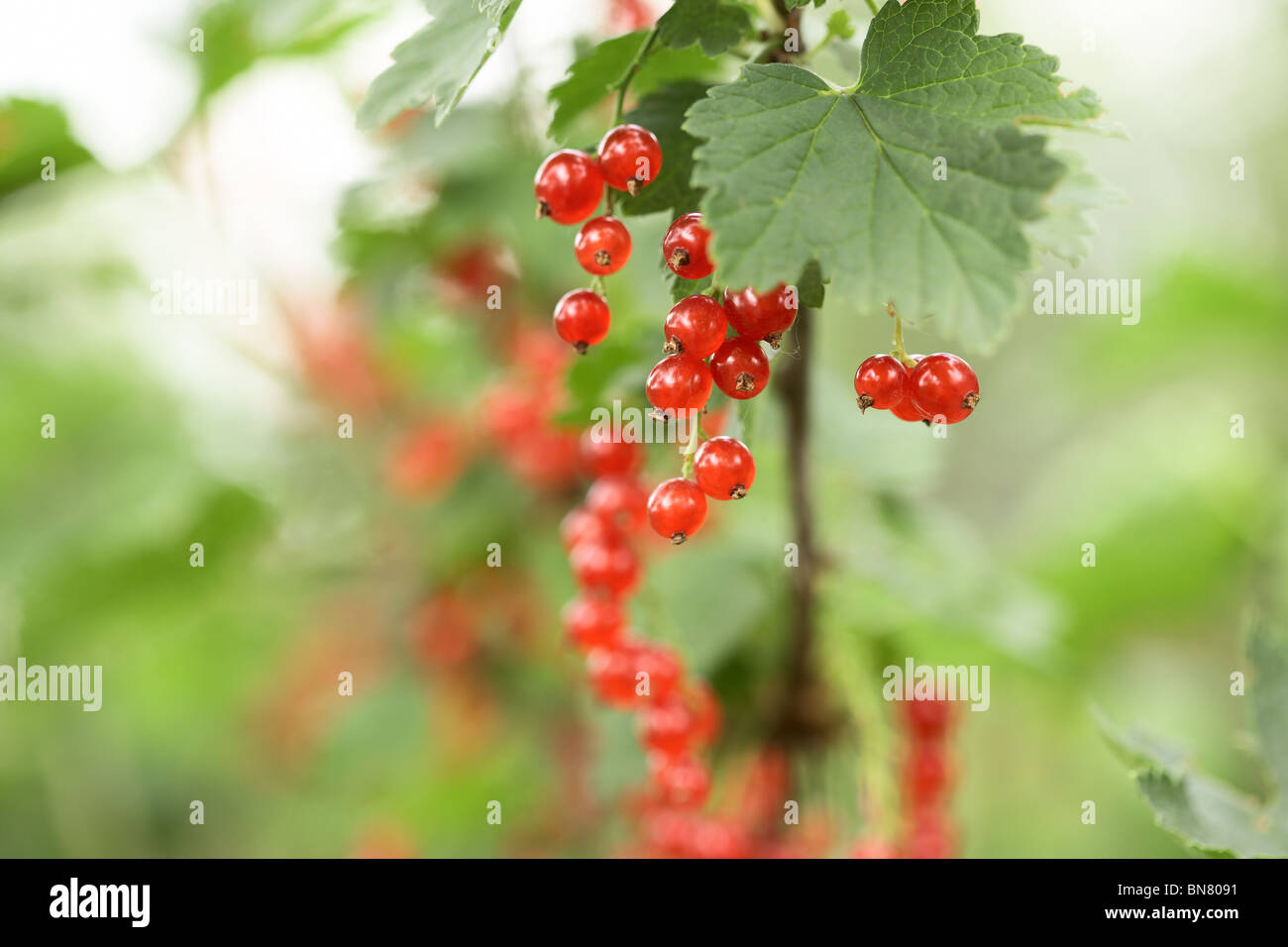 Closeup of red berries - twig of redcurrant in orchard Stock Photo