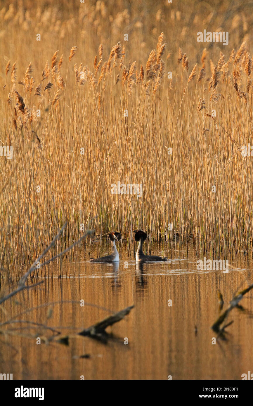 Environmental view of a pair of great crested grebes. Stock Photo