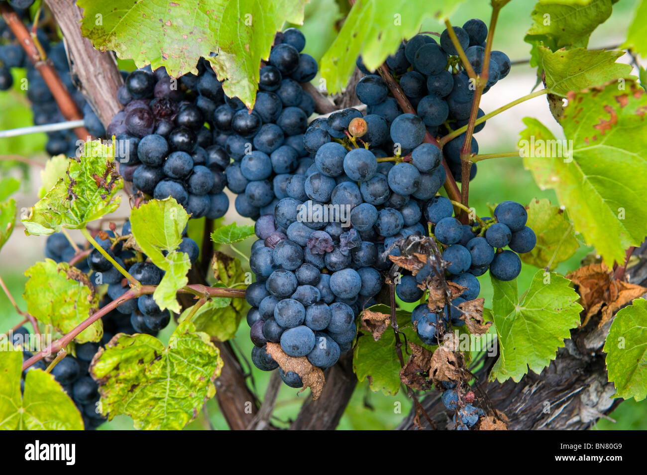 Grapes on Vines Finger Lakes Region New York Stock Photo