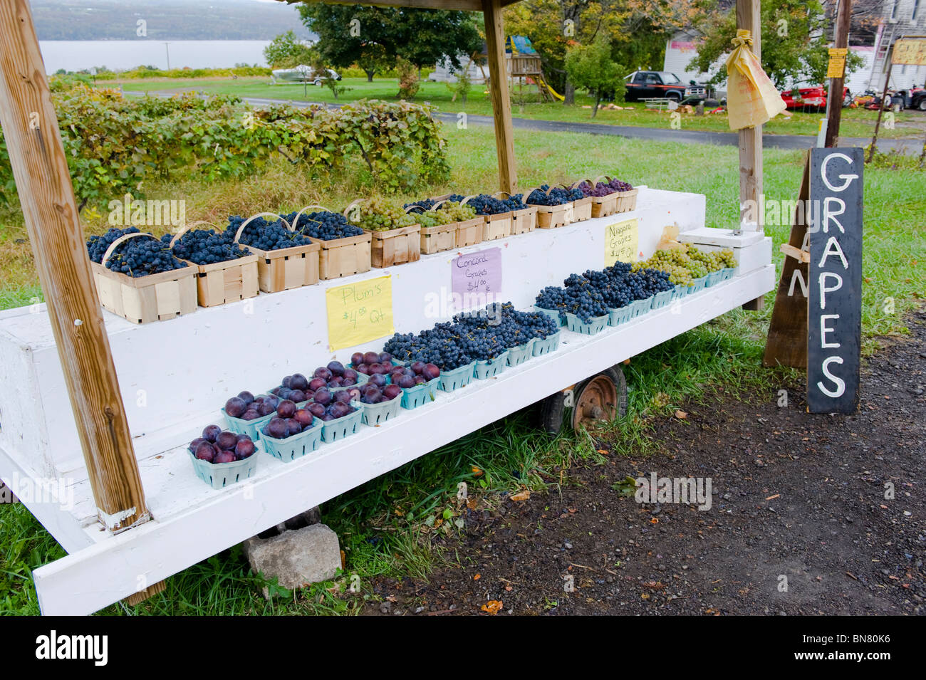 Grapes for sale at Roadside Stand in Finger Lakes Region New York Stock