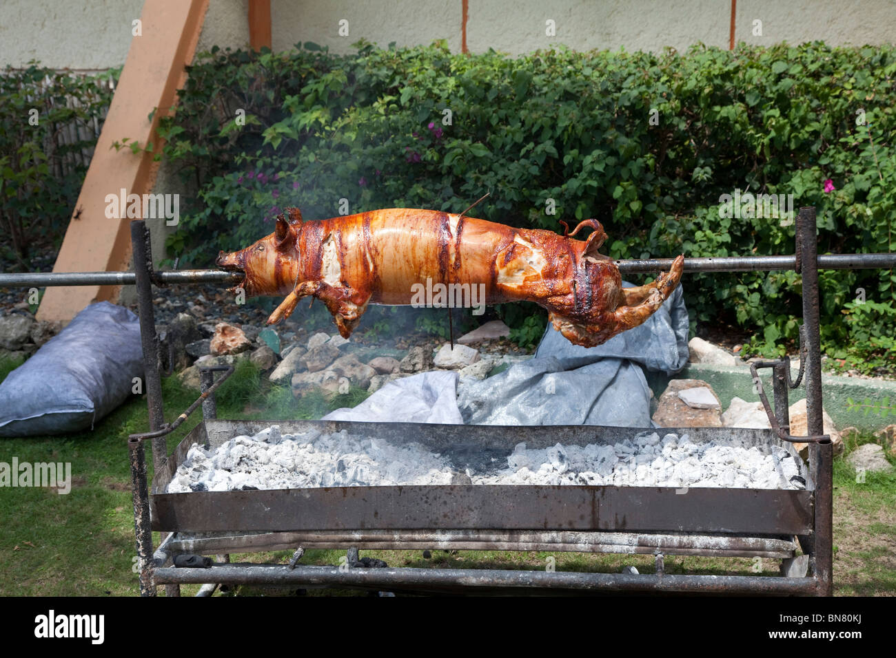 hog roast cooking on spit. Stock Photo