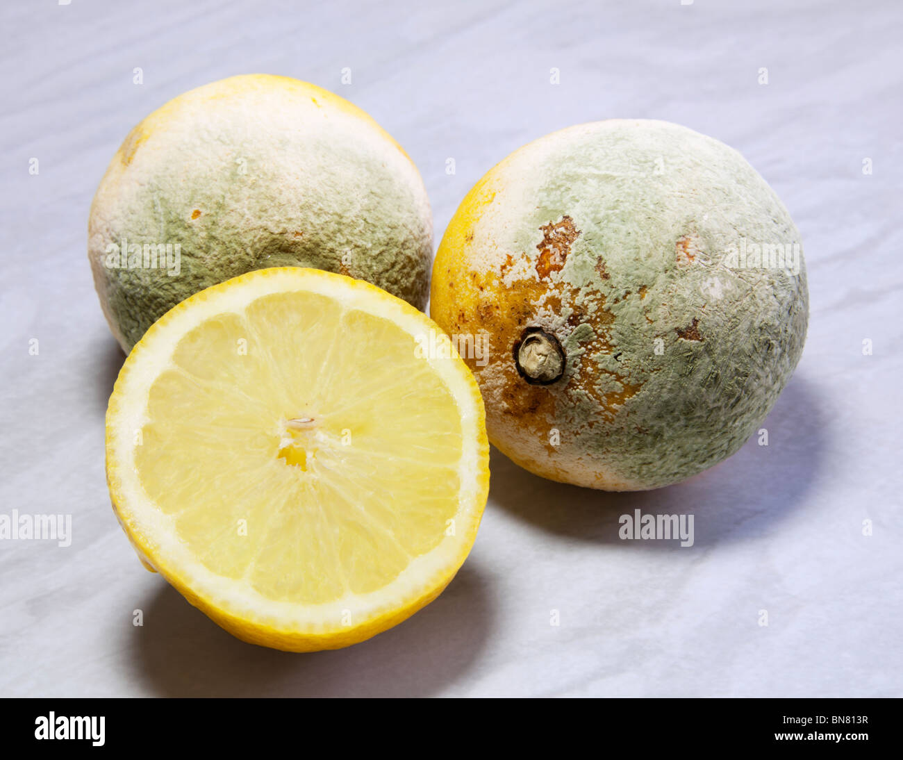 Rotten old lemons covered with green penicillium fungus mould Stock