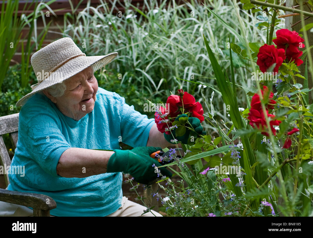 Happy elderly lady pruning roses in her verdant home garden Stock Photo