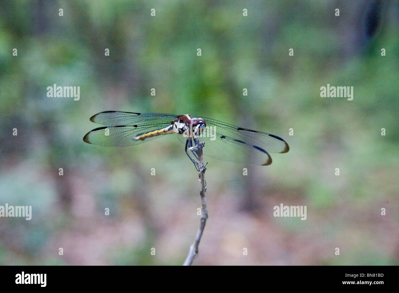 A dragonfly alights on a branch Stock Photo - Alamy