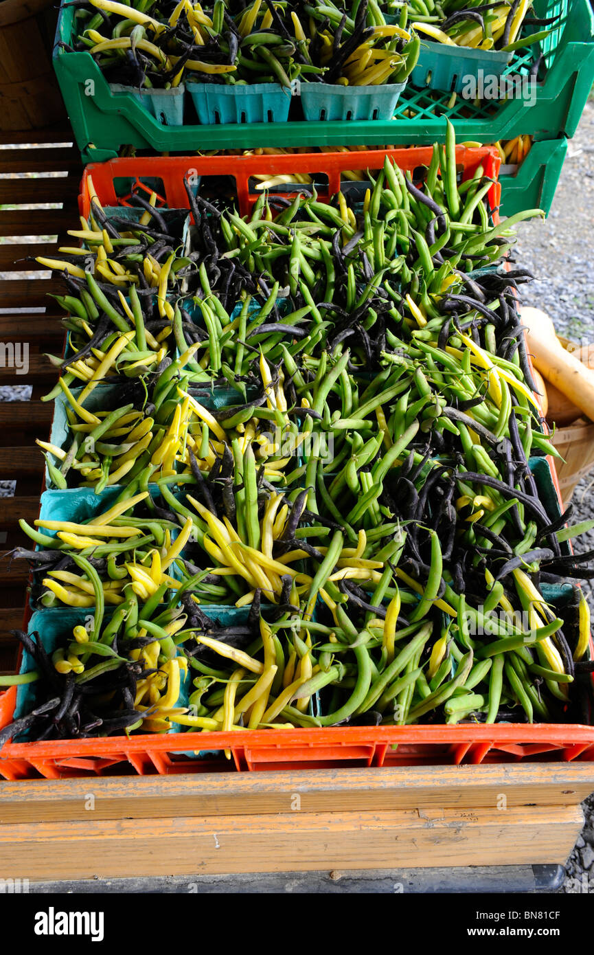 Colorful Certified Organic Beans Stock Photo