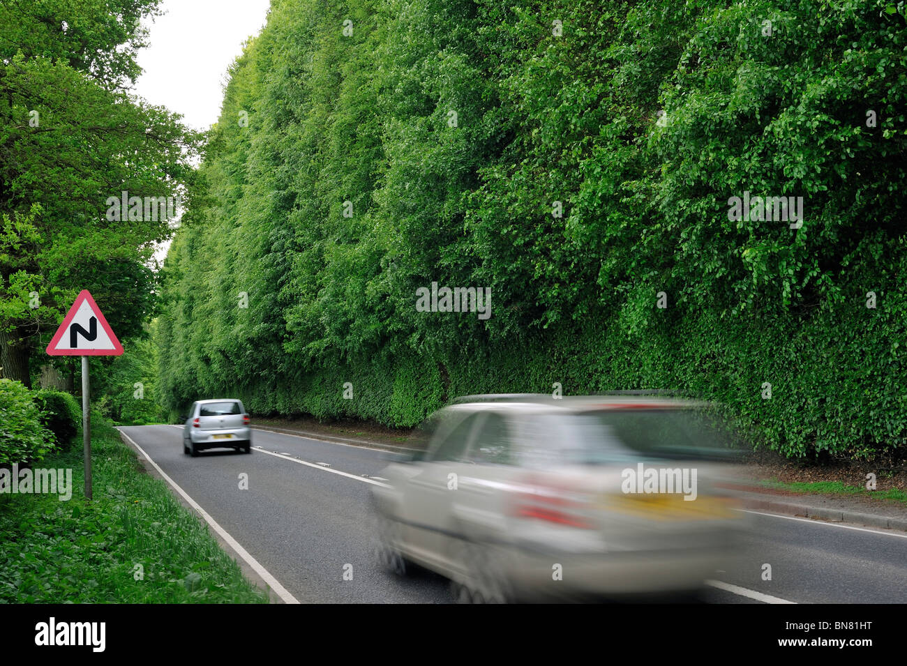 The Meikleour Beech Hedge (Fagus sylvatica), tallest and longest hedge on earth, Scotland, UK Stock Photo