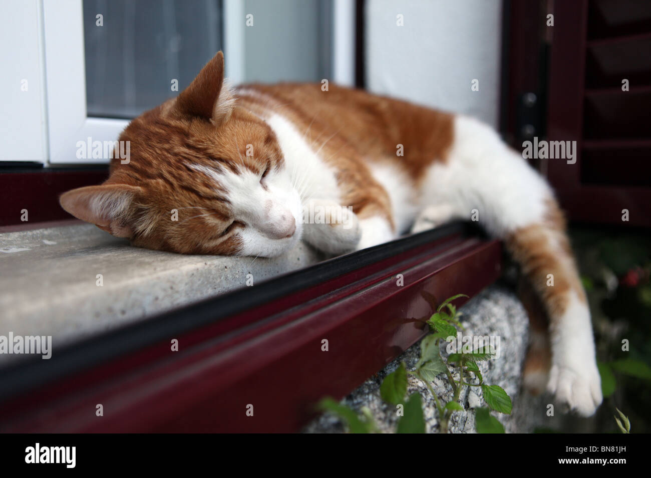 A cat sleeping by the window ledge Stock Photo Alamy