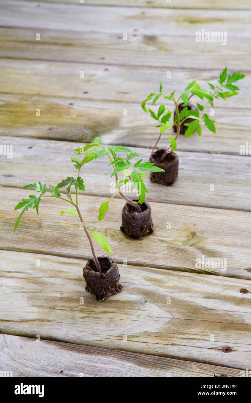 Young tomato plants growing from peat pods are ready for planting Stock Photo