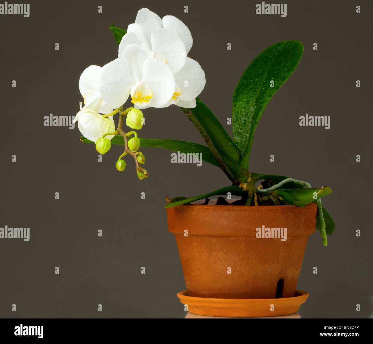 Orchid in a pot Stock Photo
