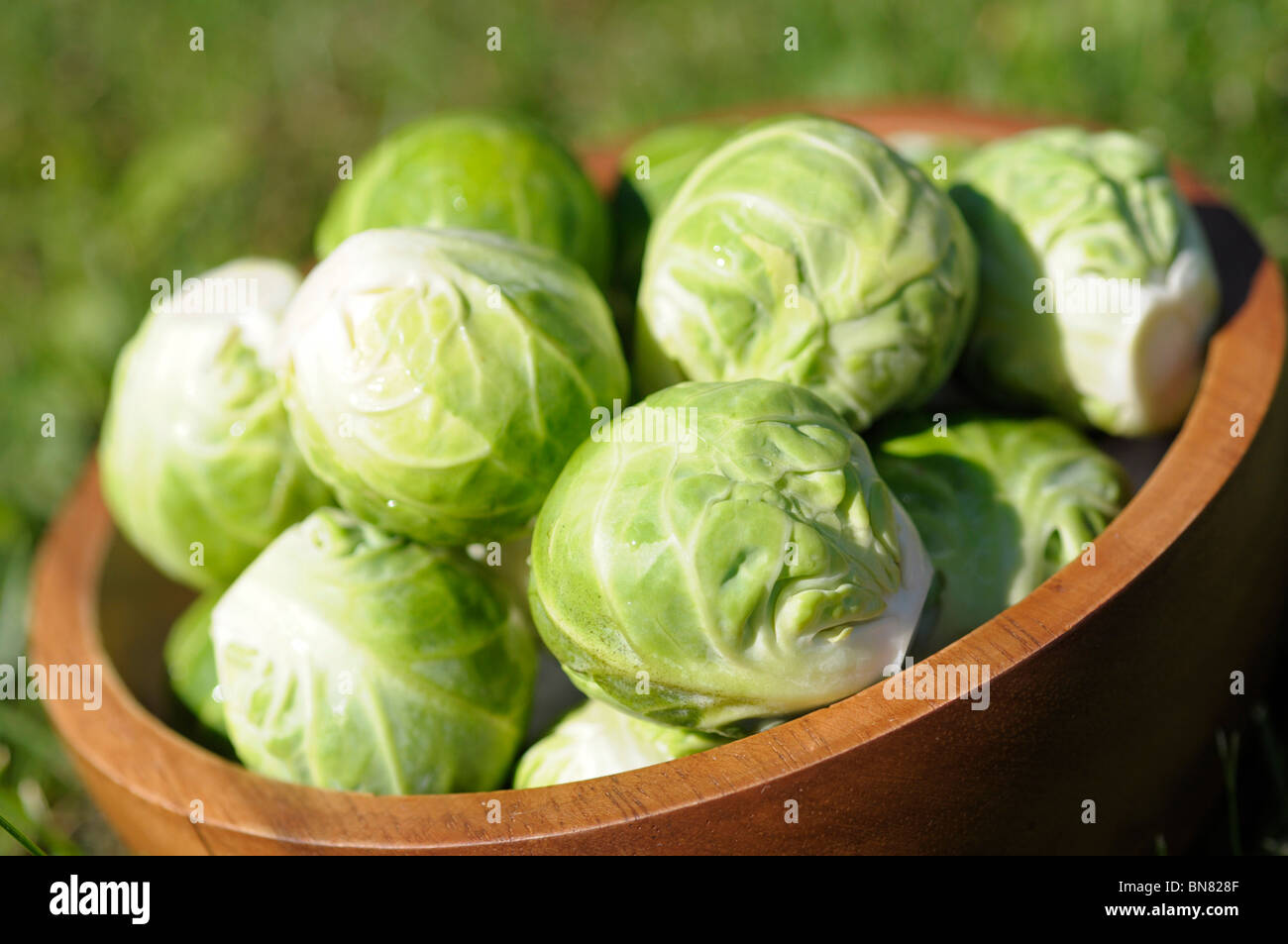Raw Brussels Sprouts Stock Photo