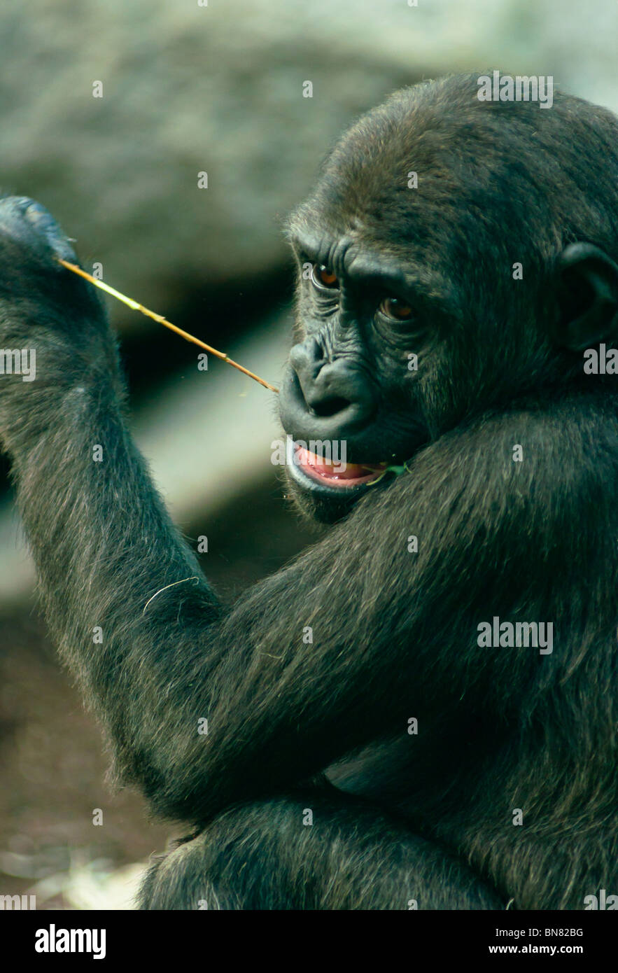 Young Western lowland Gorilla chewing the leaves off a branch. Stock Photo