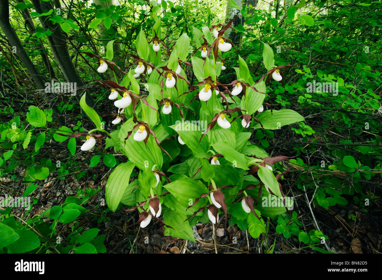 Mountain Ladyslipper Orchids (Cypripedium montanum) WILD, Methow Valley, Washington JUNE Stock Photo