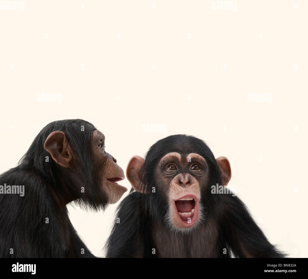 Chimpanzees Stock Photo