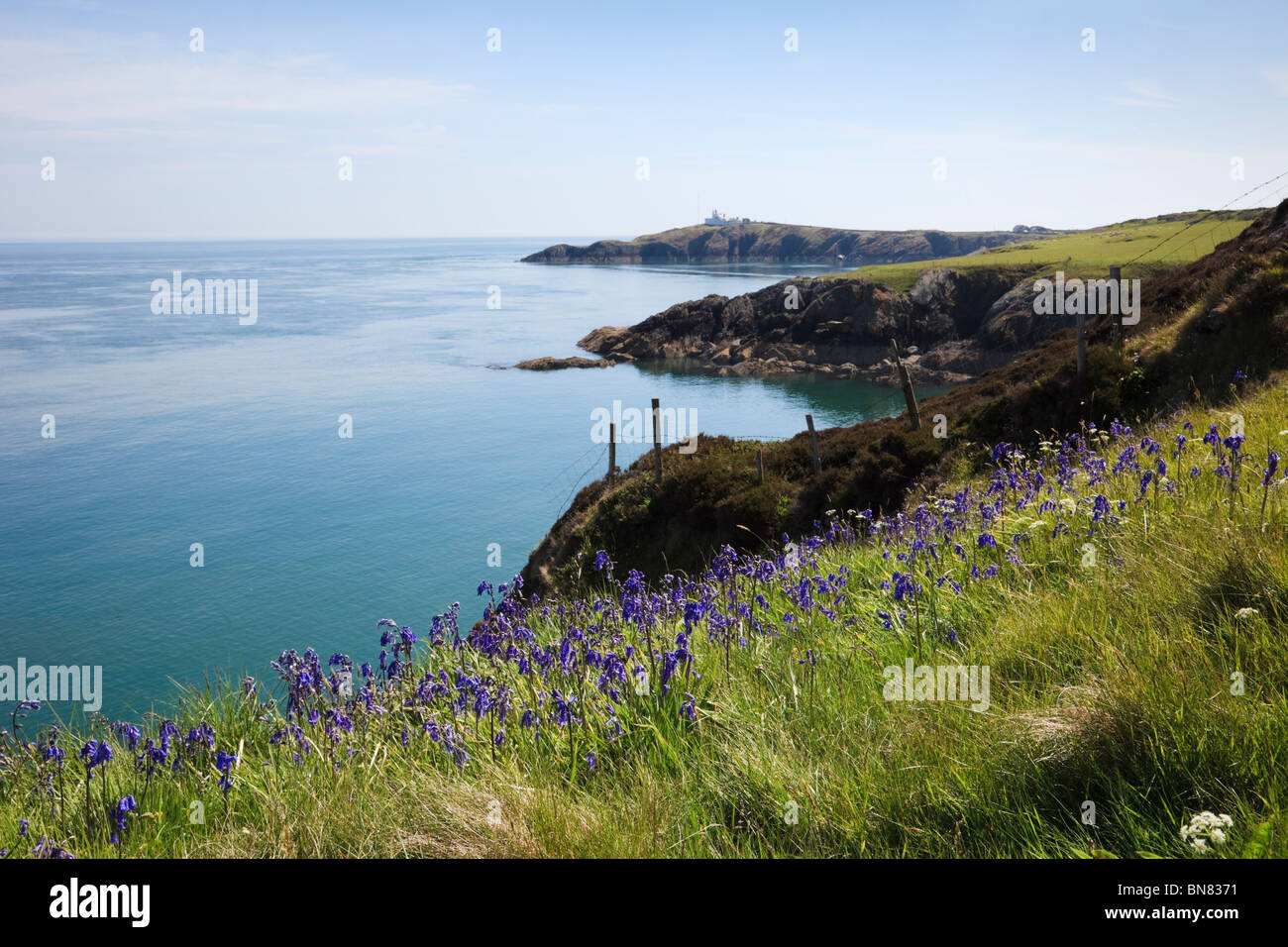 View across sea to Point Lynas (Trwyn Eilian) lighthouse with Bluebells in spring. Llaneilian, Isle of Anglesey, North Wales, UK Stock Photo