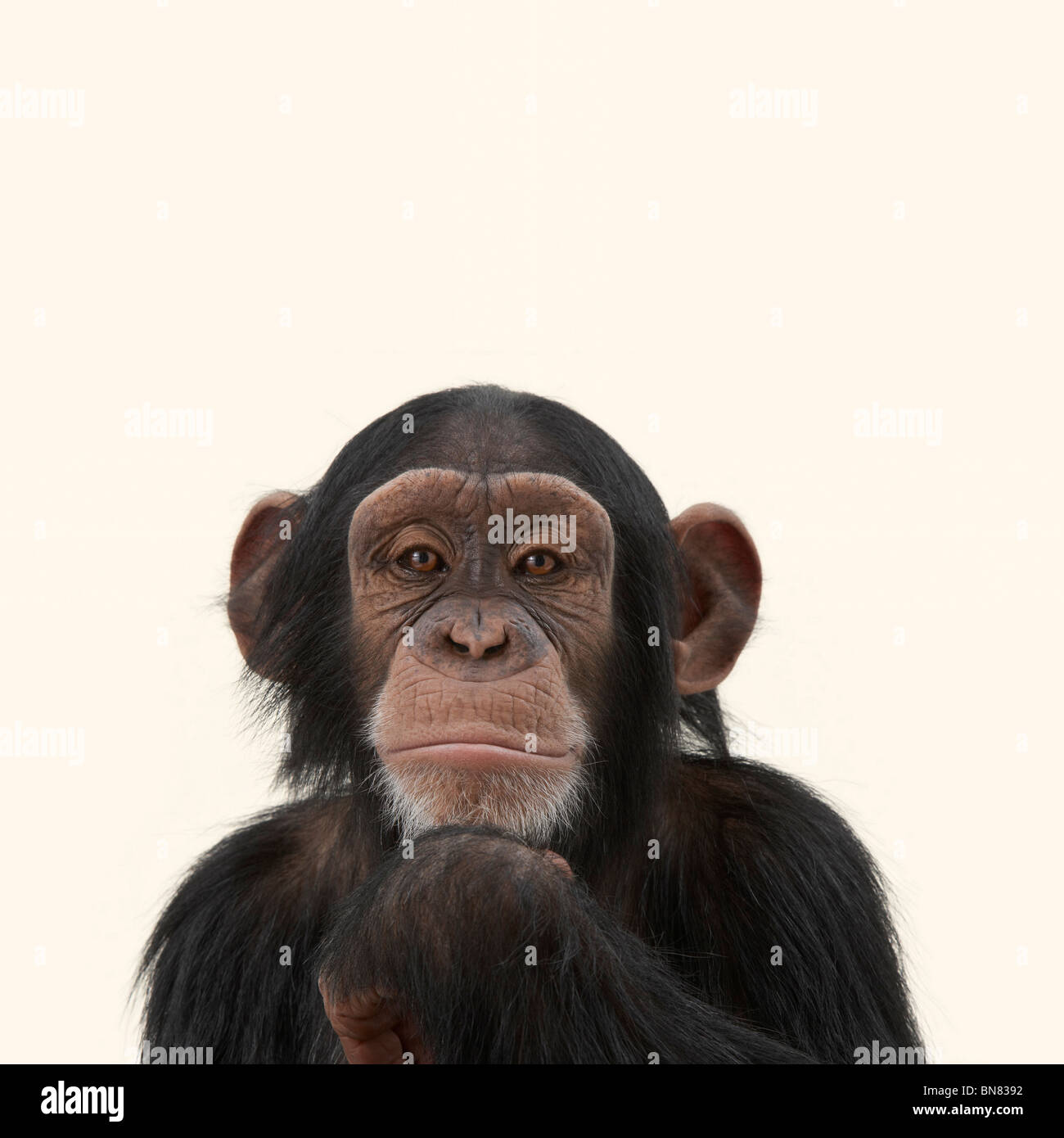Chimpanzees Stock Photo