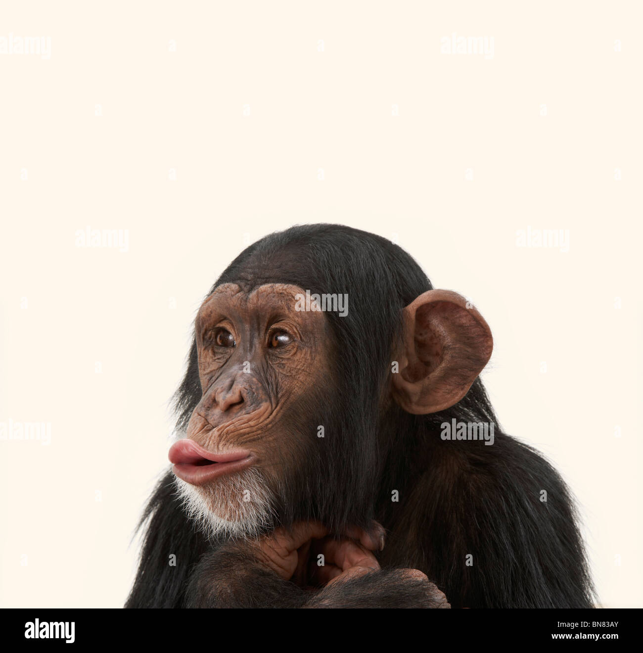 Chimpanzees Stock Photo