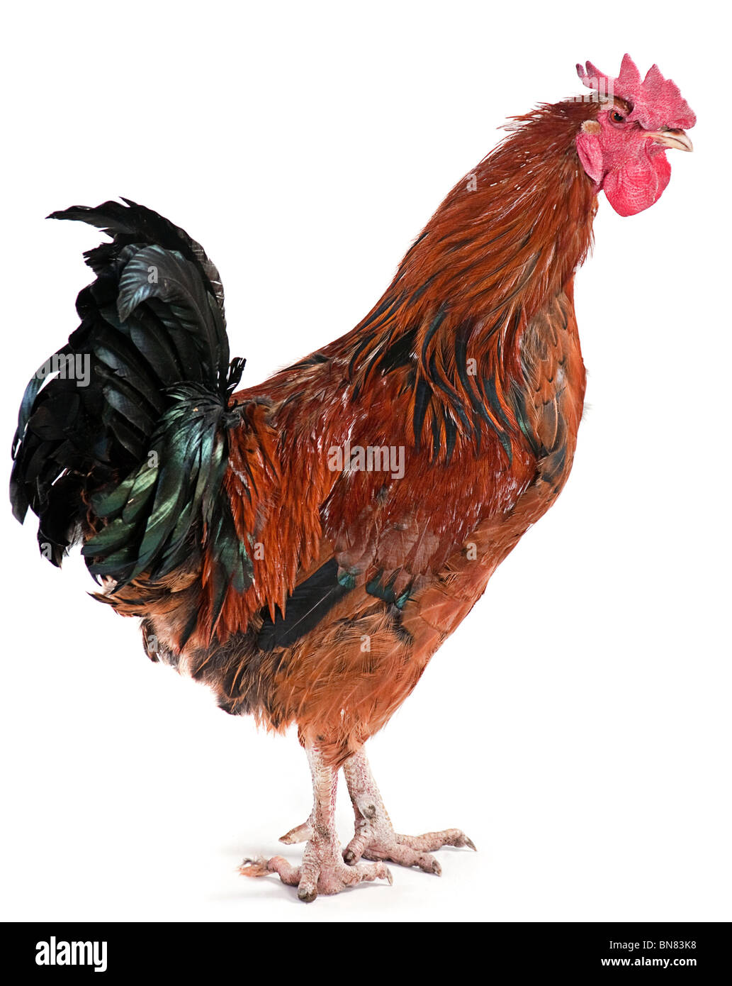 Vertical rooster hi-res stock photography and images - Page 3 - Alamy