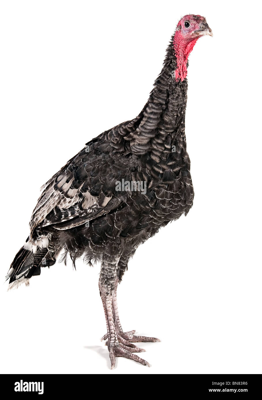 Young turkey farm bird shot in studio Stock Photo