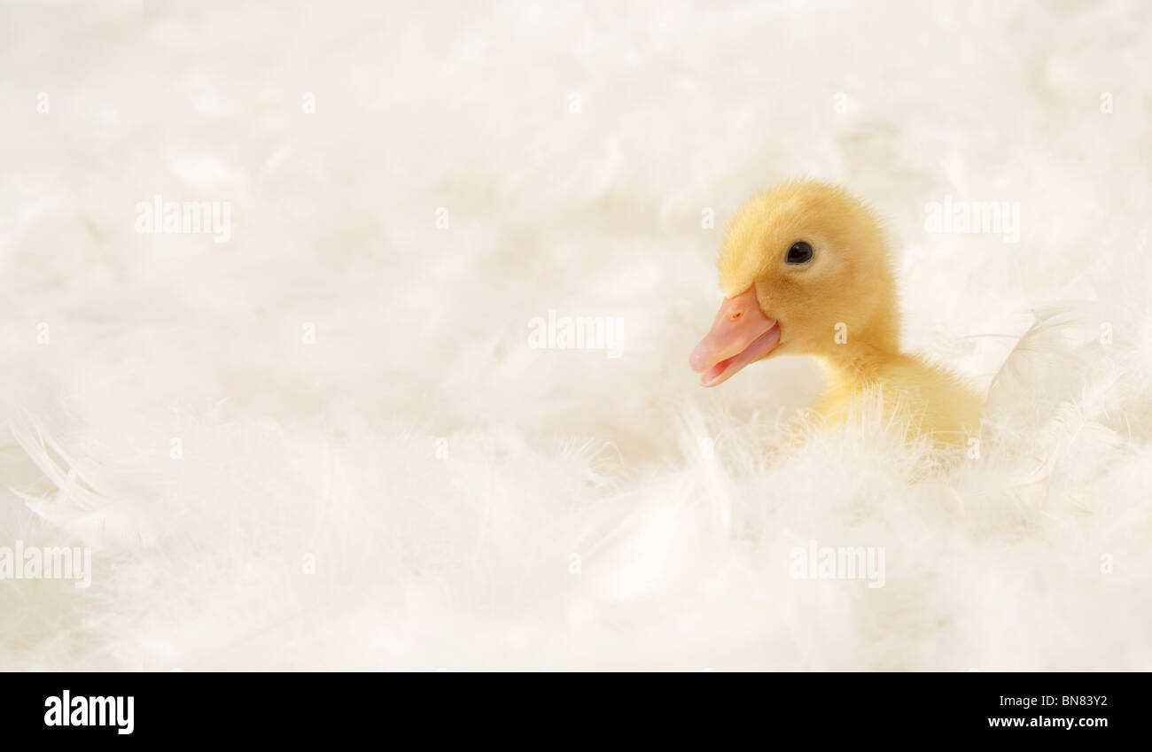 soft soft soft Stock Photo