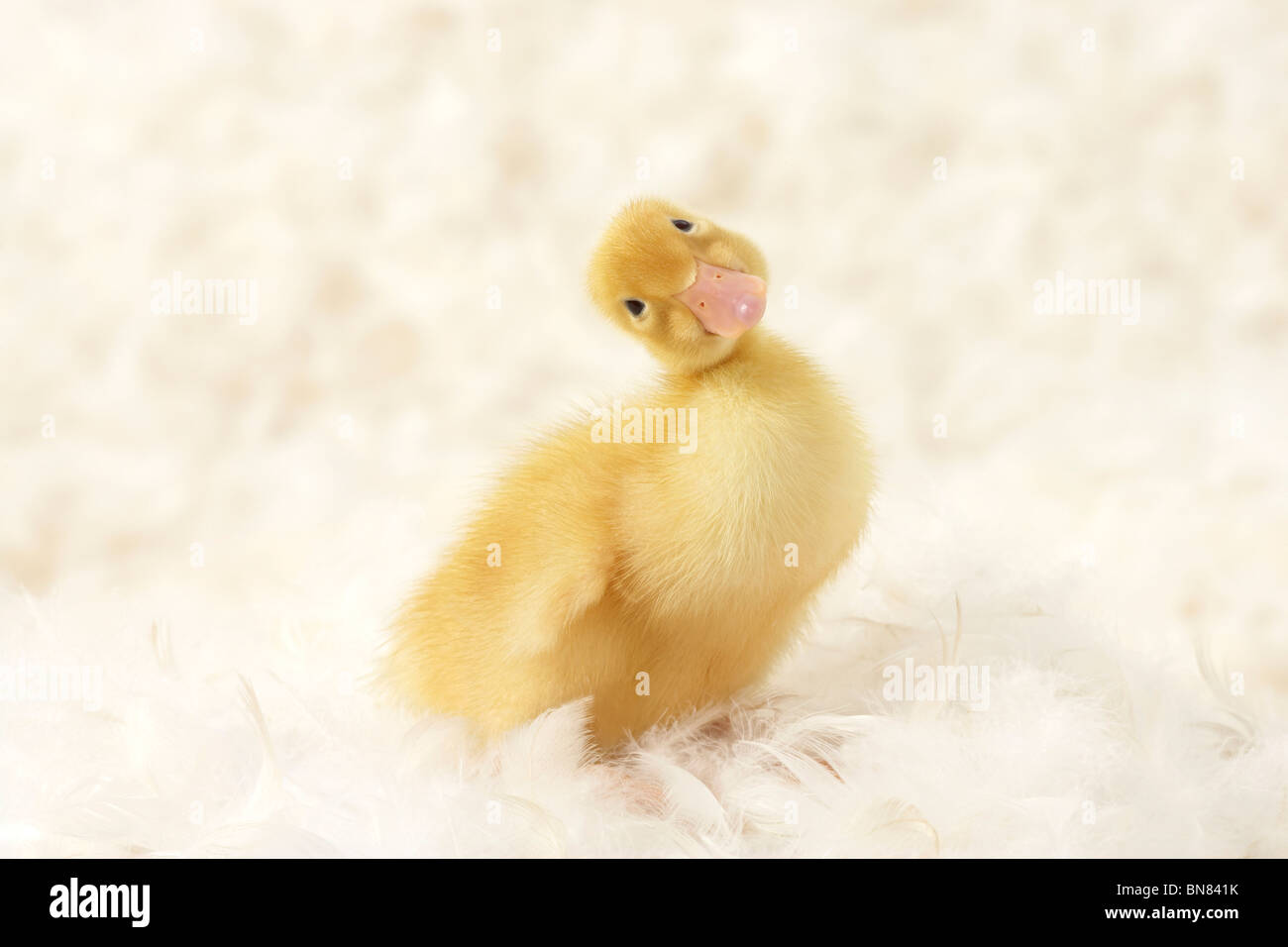 Duckling Shoot Stock Photo