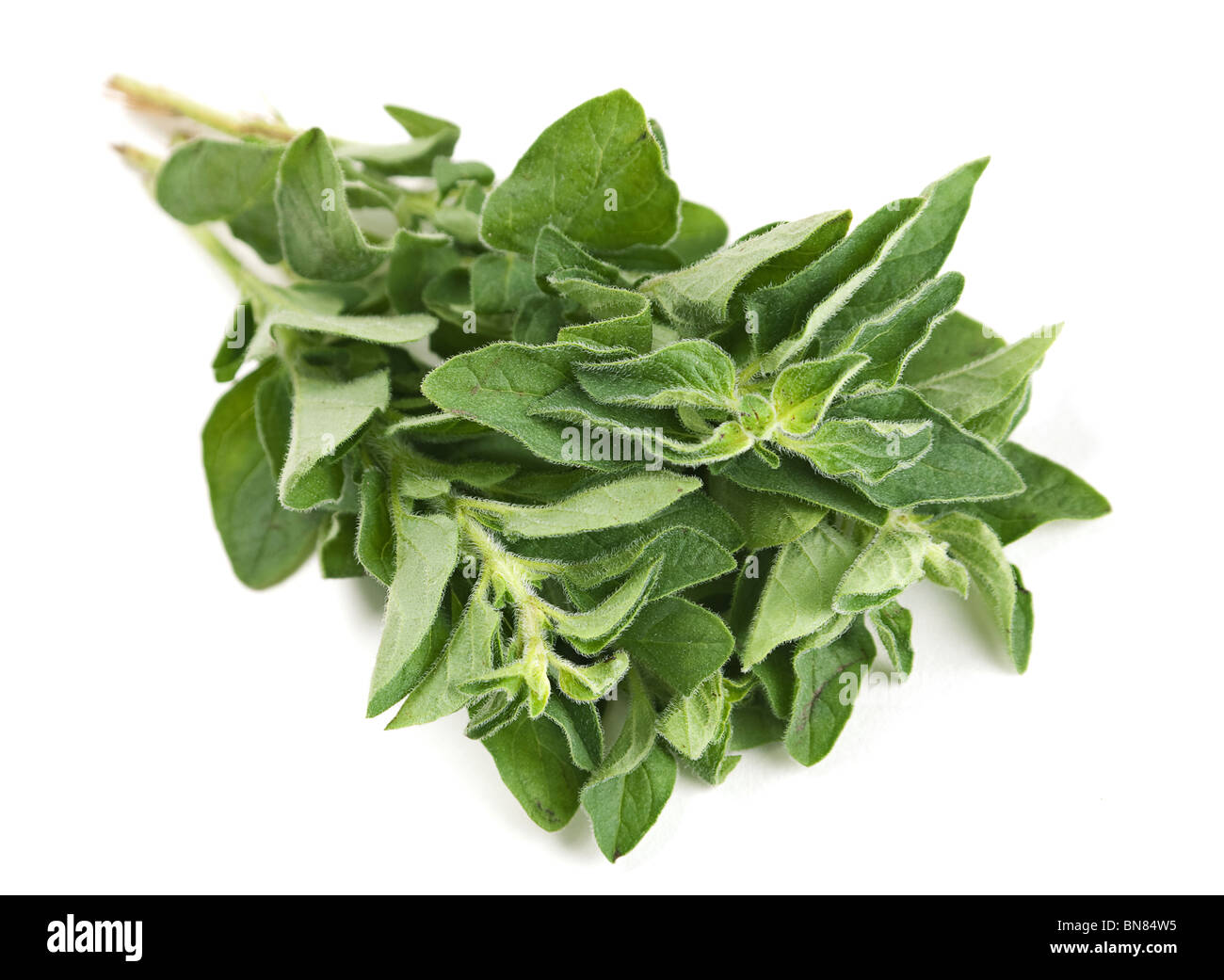 Oregano fresh herb bunch on white Stock Photo
