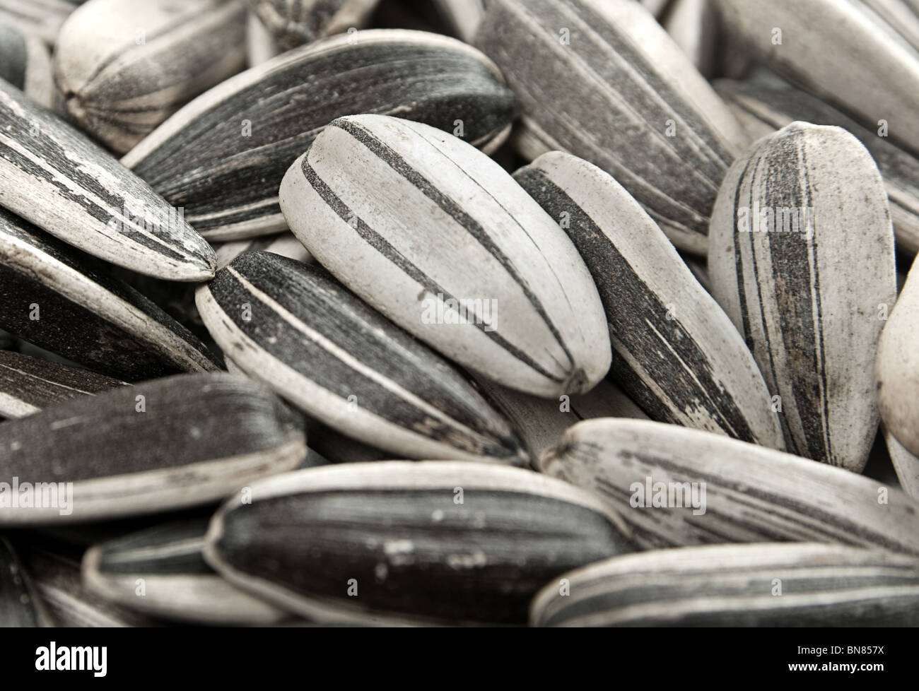 Closeup black and white sunflower seed background Stock Photo - Alamy
