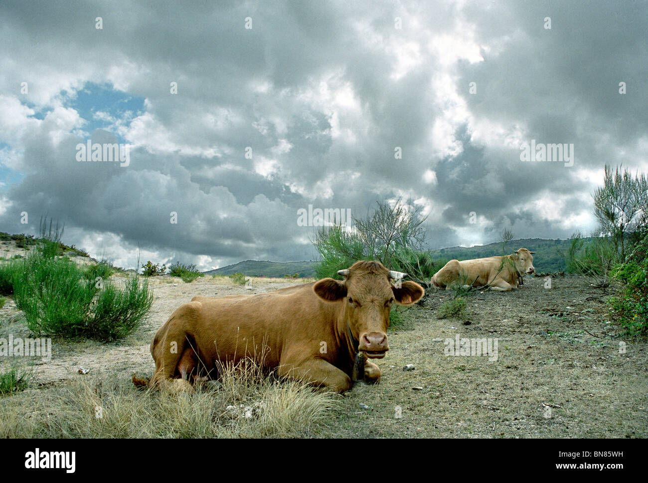 Cows in Geres Stock Photo