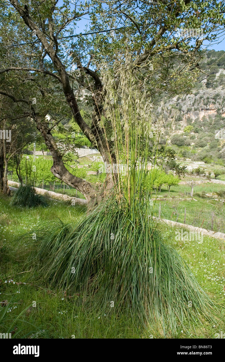 A tall Ampelodesmos Mauritanicus plant (Majorca - Spain).  Un grand pied d'Ampelodesmos de Mauritanie (Majorque - Espagne). Stock Photo
