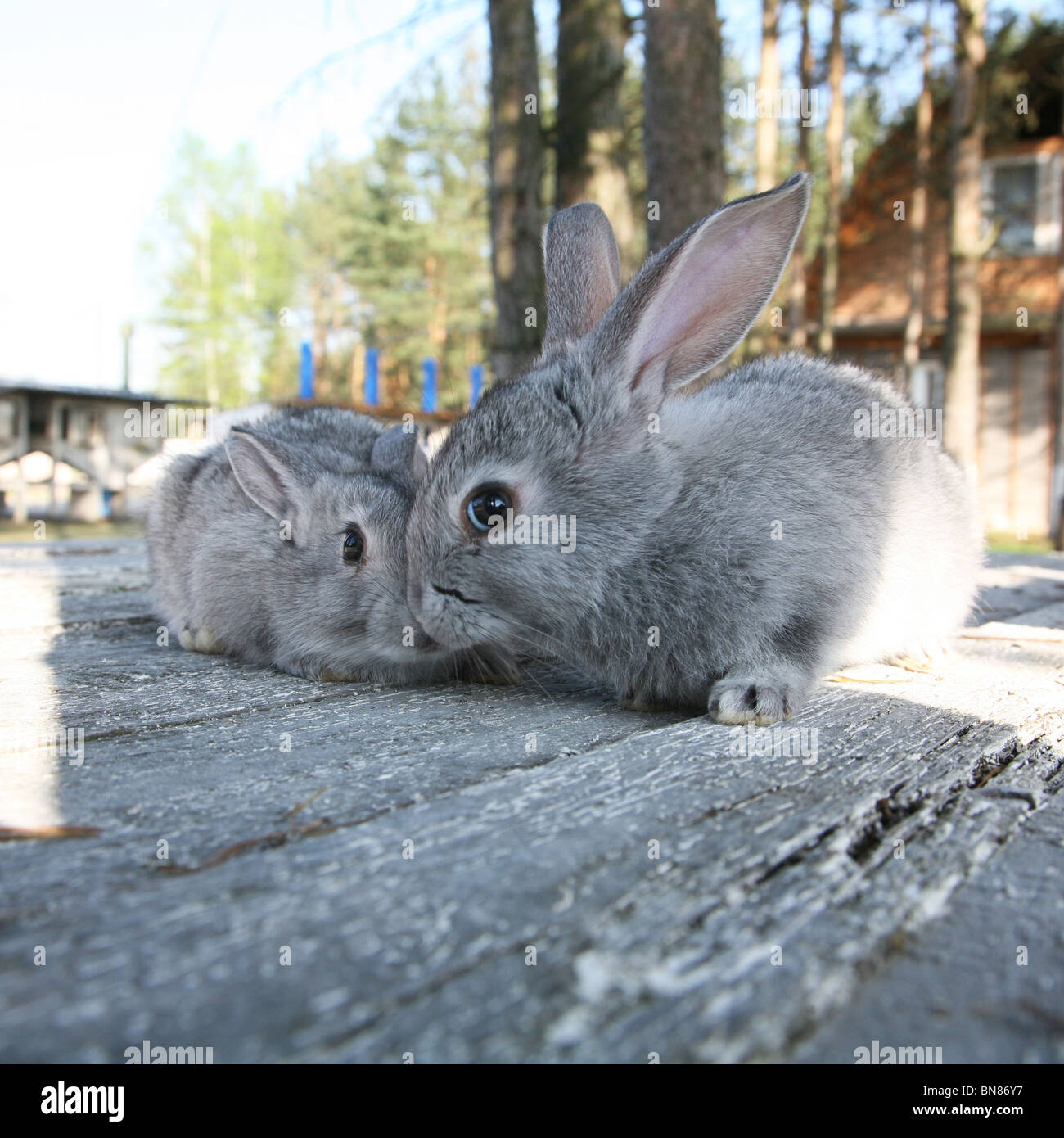 Two grey animals hi-res stock photography and images - Alamy