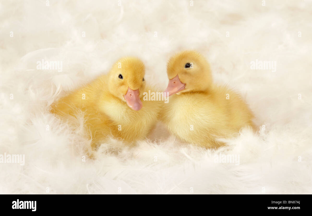 Duckling Shoot Stock Photo