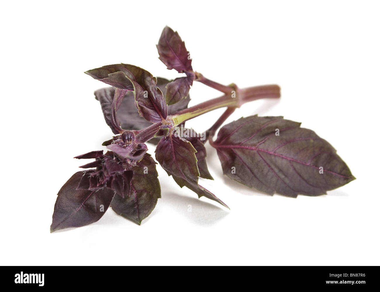 Fresh red basil herb with leaf on white Stock Photo Alamy