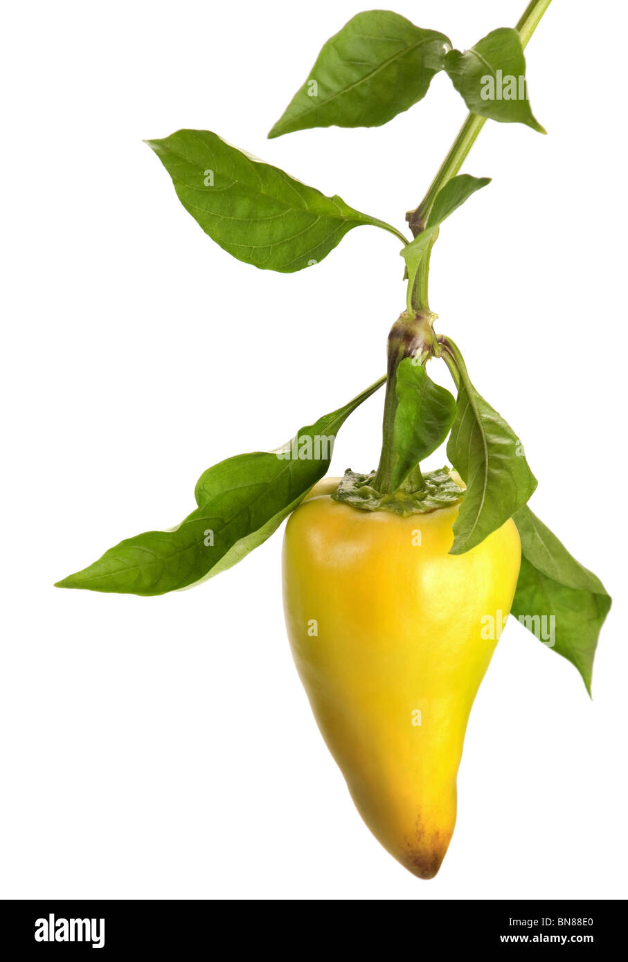 Yellow pepper vegetable on branch isolated Stock Photo