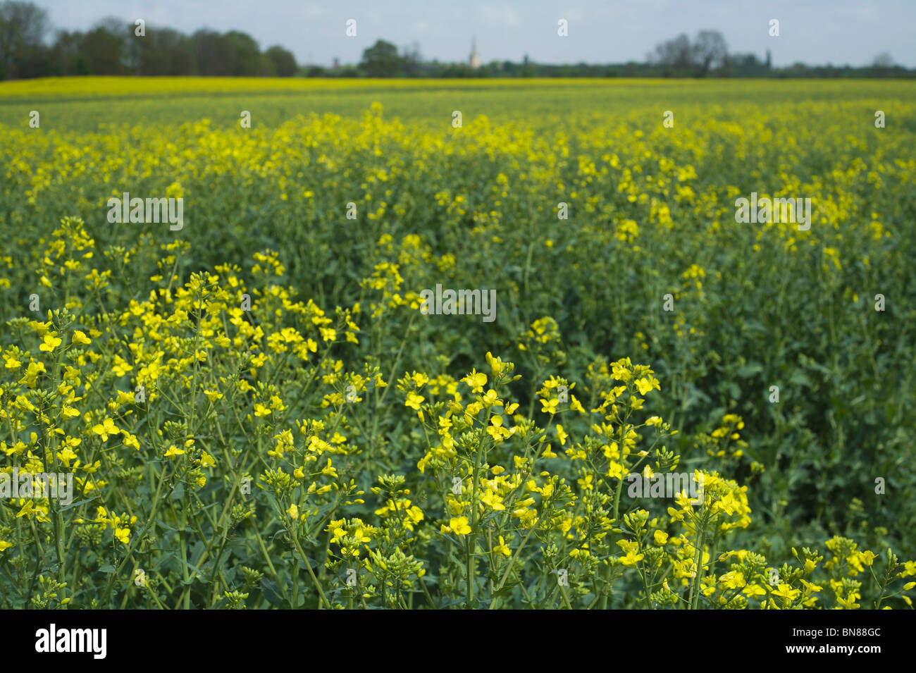 A field of oil seed rape Stock Photo - Alamy