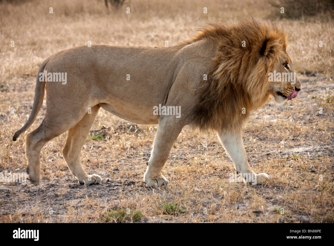 A male Lion (Panthera leo) in the Savuti region of northern Botswana. Stock Photo
