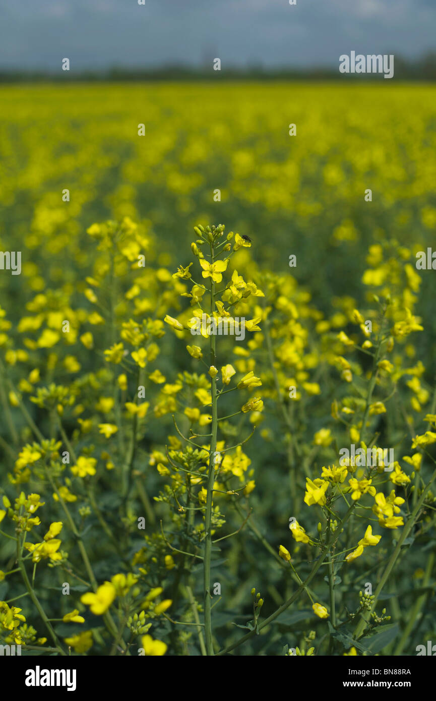 A field of oil seed rape Stock Photo - Alamy