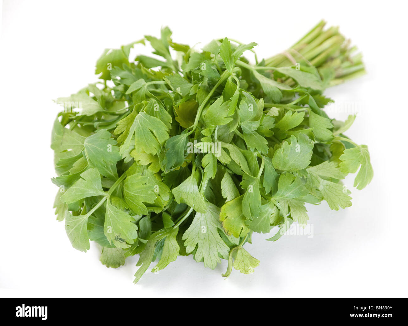 Celery fresh green herb bunch on white Stock Photo Alamy