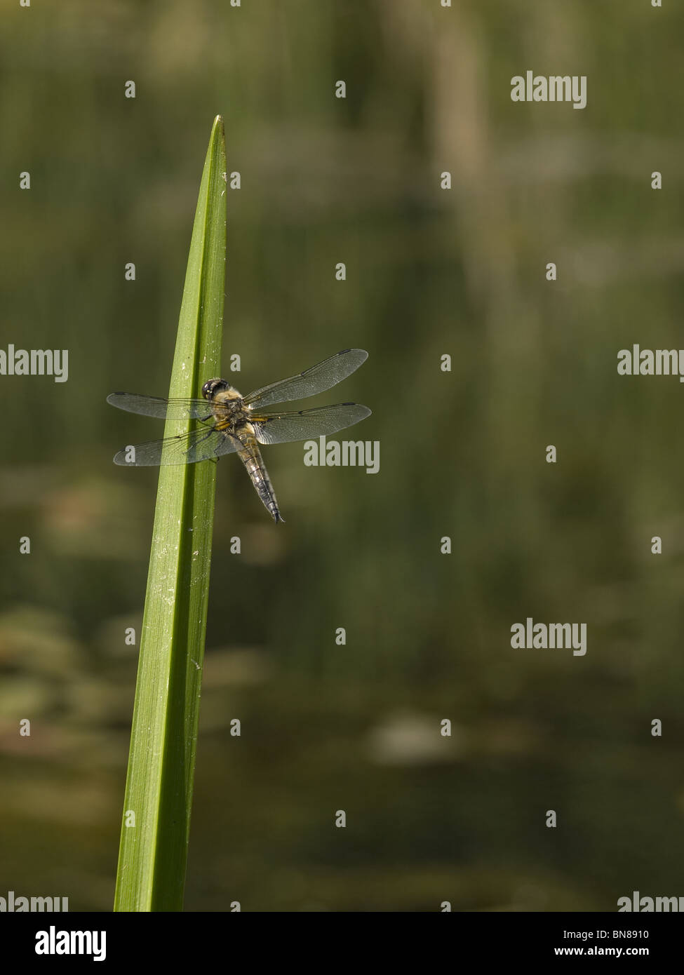 Beautiful dragonfly seating on green leaf Stock Photo - Alamy