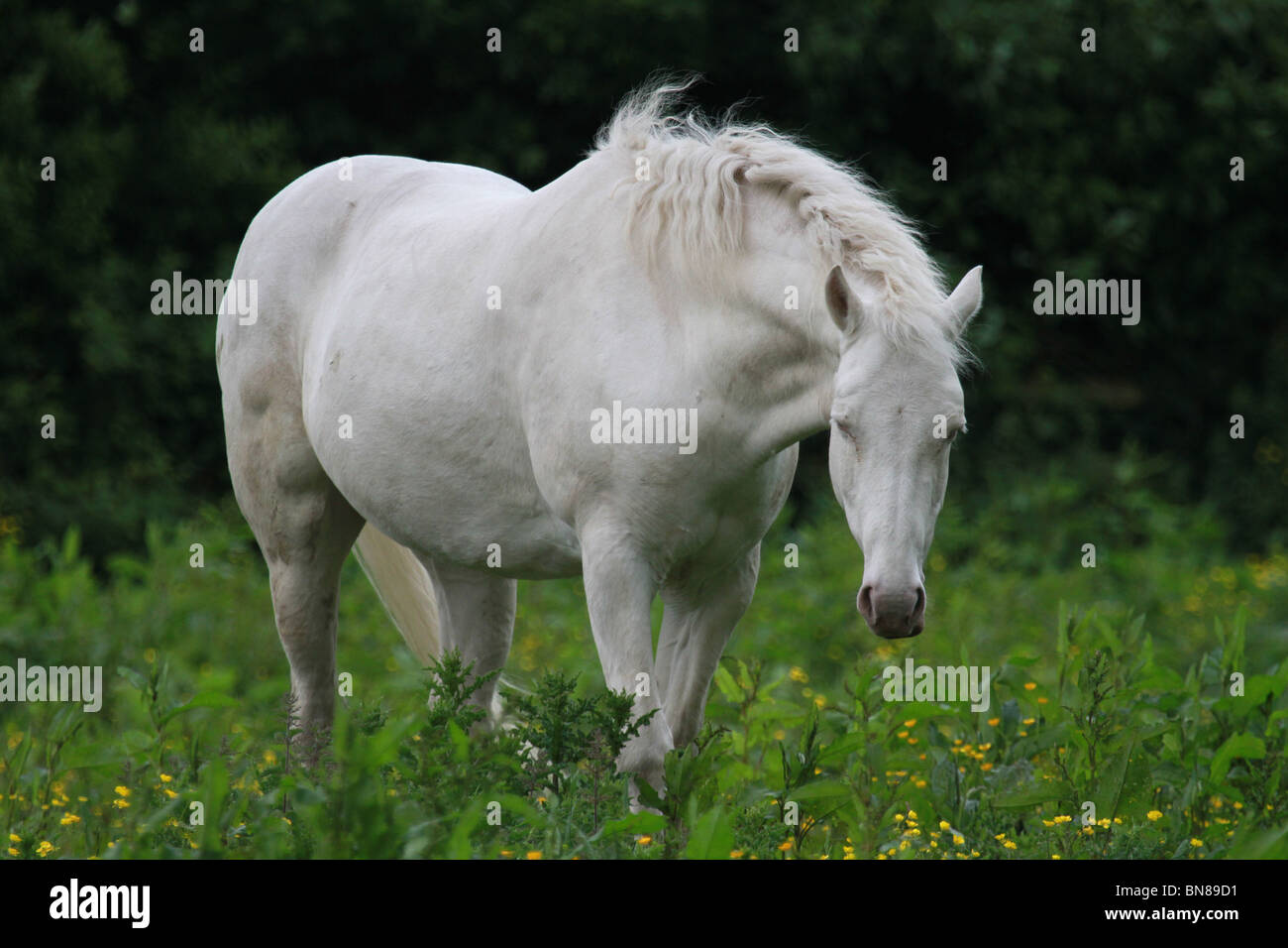 white horse in meadow Stock Photo - Alamy
