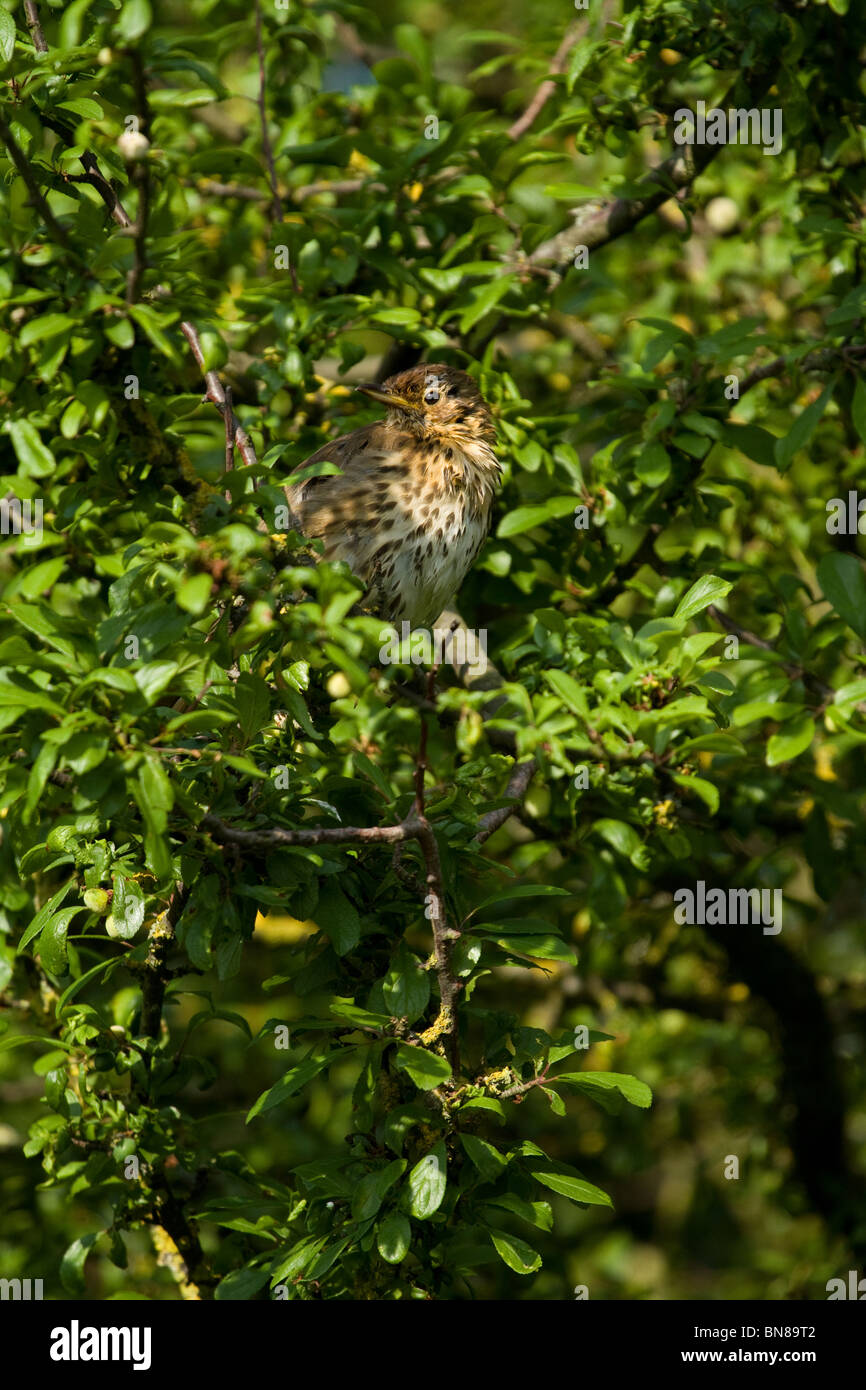 Young Thrush in blackthorn tree Stock Photo